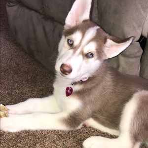 Meet your Posher, Emma